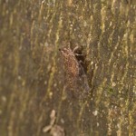 横から見ると、ようやくはっきりとする。名前を調べなくっちゃ!!