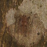 何かなと思って近づいてみたら虫だった。もうちょっと黒ずんだところにいたら全然わからないね。