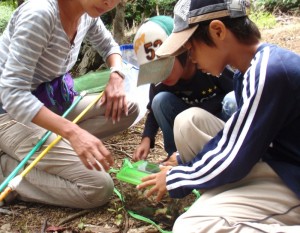 沖縄のクワガタ採集 クワガタ12匹採集できました。