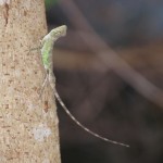 ｵｷﾅﾜｷﾉﾎﾞﾘﾄｶｹﾞ