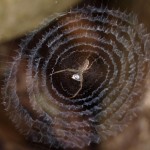 ｵｷﾅﾜｳｽﾞｸﾞﾓ：捕食中