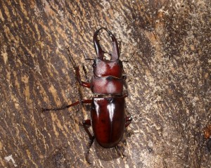 親子クワガタ採集ツアー