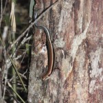 ﾊﾞｰﾊﾞｰﾄｶｹﾞ