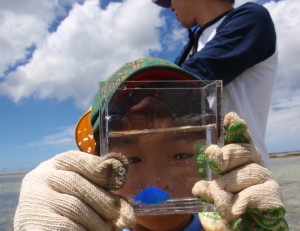 サンゴ礁の生きもの観察