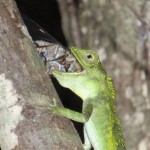 狙い澄まして素早くセミを捕らえた。