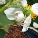 どうも変だなとよーく見ると…