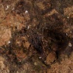 やんばるの森の樹上で暮らすヒシバッタ