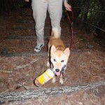 最近よくゴミを拾うため、清掃犬になりつつあるイチロー。