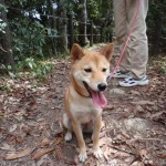 山道の途中、「つかれたワン」