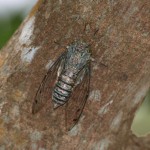 ｸﾛｲﾜﾂｸﾂｸ