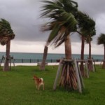 強風の中いつものように海を眺めるイチロー