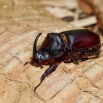 ヒサマツサイカブト