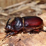 ヒサマツサイカブト♀