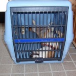 スヤスヤ これでようやく眠れるワン!