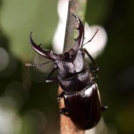 クメジマノコギリクワガタ