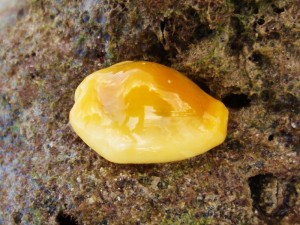 色鮮やかで美しい貝です。古代の人がお金にするのも分る気がします。