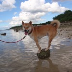 海が嫌いなイチロー。「濡れたくないワンッ」