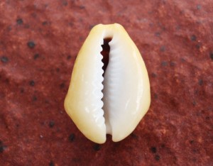 この形が「貝」という文字の原形になったようです。これもなんとなく分ります。