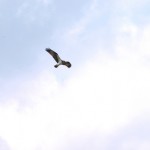 空中で止まった。狙いをつけている。