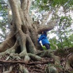 日本一の樫ノ木