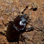 ﾖﾅｸﾞﾆﾏﾙﾊﾞﾈｸﾜｶﾞﾀ（♀）