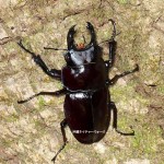 採用された原画像