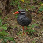 ヤンバルクイナ