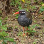 ヤンバルクイナ ヤンバルクイナ