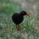 ヤンバルクイナ