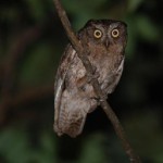 リュウキュウコノハズク