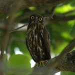 リュウキュウアオバズク