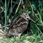 アマミヤマシギ