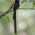 サンコウチョウ