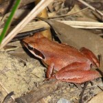 リュウキュウアカガエル