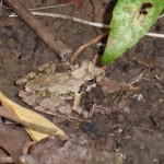 リュウキュウカジカガエル