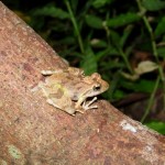 リュウキュウカジカガエル