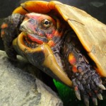 リュウキュウヤマガメ