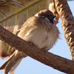 沖縄だって寒いっ！寒風に身をすくめるスズメ。