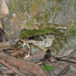 ハナサキガエル